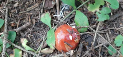 Вячеслав Степанов: Грибы Калужской области -Сыроежка мучнистая (Russula  farinipes)