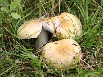 Сыроежка кроваво-красная (Russula sanguinea). Фото на сайте \"Грибы:  информация и фотографии\"