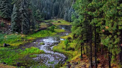 Сибирская Тайга - красивые фото