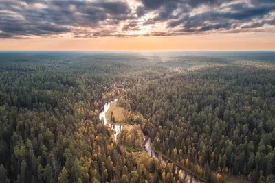 Тайга ловушки от тараканов, 6 шт