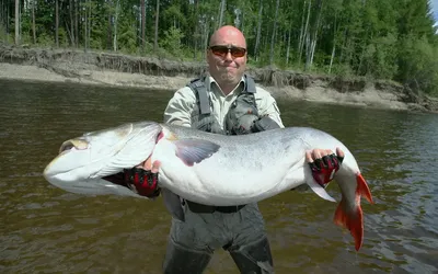 Рыбалка на тайменя, зимняя ловля тайменя в Сибири, видео | Fishong