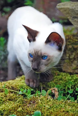 Тайская кошка: самое полное описание с фото и видео | Pet7