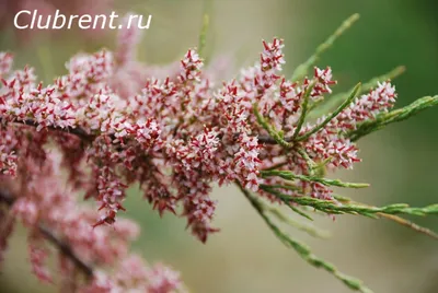 Саженцы Тамарикс Саммер Глоу купить в Москве и Подмосковье | «Царь Сад»