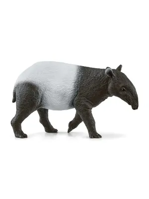 Пара Малайских Тапиров (Tapirus Indicus), Также Известная Как Азиатский  Тапир, Ест. Фотография, картинки, изображения и сток-фотография без роялти.  Image 96149444