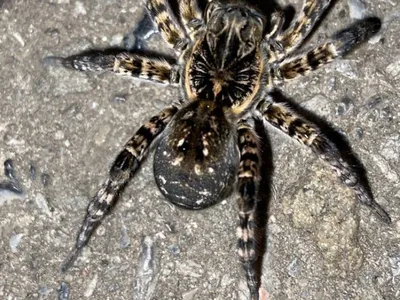 Южнорусский тарантул (Lycosa singoriensis) - Природа Республики Мордовия