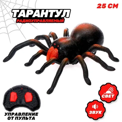 Паук EDU TOYS радиоуправляемый тарантул EL150 купить по цене 3499 ₽ в  интернет-магазине Детский мир