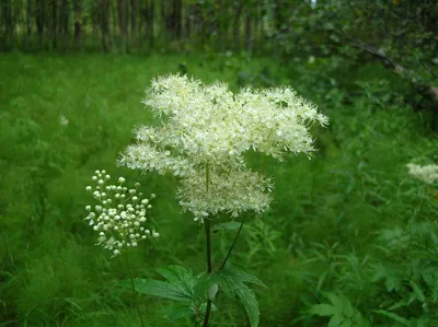 Таволга ( Filipendula ) или Лабазник , Белоголовник . Взрослое растение -  большой куст. зкс. — купить в Красноярске. Пряные и лекарственные травы на  интернет-аукционе Au.ru