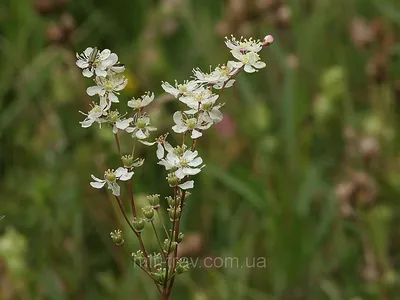 Таволга вязолистная, или Лабазник вязолистный, или Таволожник (Filipendula  ulmaria) фотография Stock | Adobe Stock