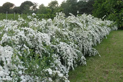 Гидролат БИО Terra Aromatica Таволга вязолистная - «Таволга, лабазник или  Filipendula ulmaria. Иванов цвет, степная березка или волжанка. Гидролат,  который понравился с началом лета. Фото гидролатика), а так же применения и  впечатления:» |