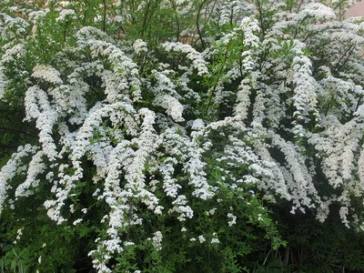 Фотокаталог растений: Таволга вязолистная (Filipendula ulmaria)