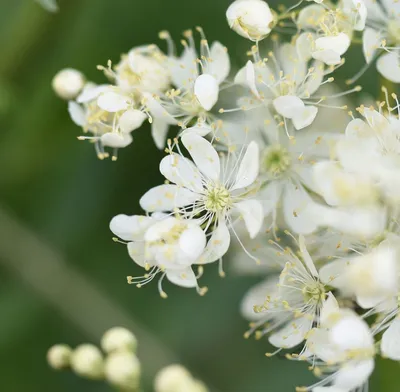 Таволга обыкновенная (Filipendula vulgaris) — описание, выращивание, фото |  на LePlants.ru