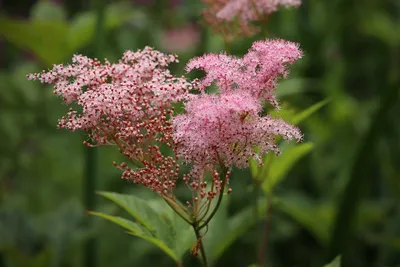 Гидролат БИО Terra Aromatica Таволга вязолистная - «Таволга, лабазник или  Filipendula ulmaria. Иванов цвет, степная березка или волжанка. Гидролат,  который понравился с началом лета. Фото гидролатика), а так же применения и  впечатления:» |