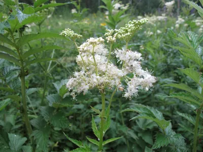 Таволга вязолистная (Filipendula Ulmaria)