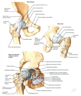 Боль в тазобедренном суставе в Москве | Клиника «Ваш Доктор»