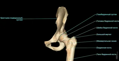 Анатомия тазобедренного сустава: МРТ-изображения (3 Тл) и трёхмерные  иллюстрации | e-Anatomy