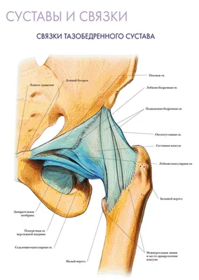 Магнитно-резонансная томография (МРТ) тазобедренного сустава