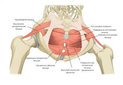 Тазобедренный сустав | Анатомия, Анатомия и физиология, Здоровье