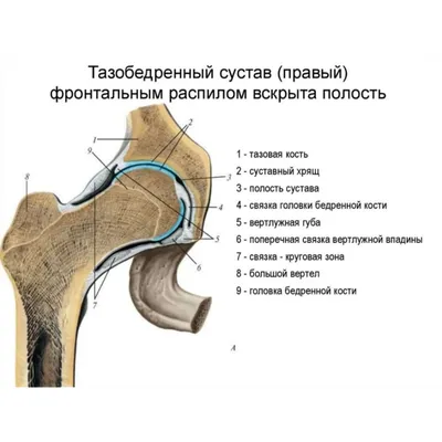 Строение тазобедренного сустава | Обучение реабилитации МАМР | Дзен