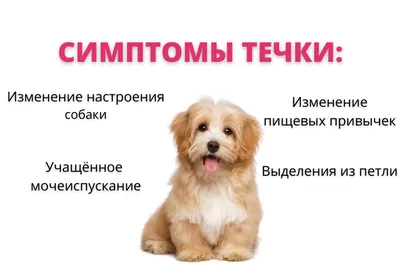 Течка у собак 🐕 – сколько длится, признаки и симптомы, помощь питомцу