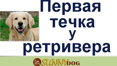 Половое созревание собак: 4 совета владельцу щенка-подростка, течка и  первая вязка