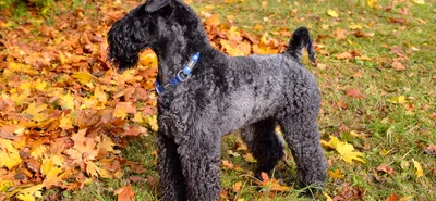 Бедлингтон терьер (Bedlington Terrier,) - это маневренная, активная и  выносливая порода собак. Фото, описание и отзывы.