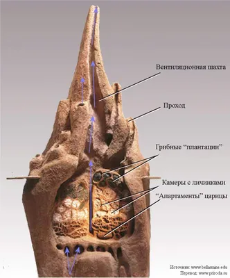 Термиты − насекомые, которые запросто съедят ваш стол. Где обитают, как  живут и есть ли польза | Прокотьев | Дзен