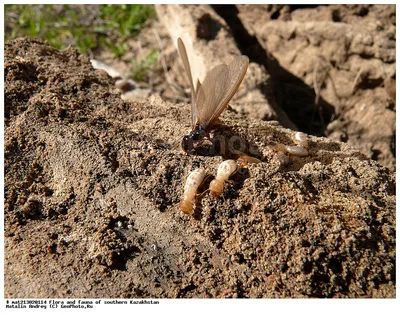 Термиты (Isoptera) / Курс / Энтомология