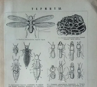 Термиты; часть I