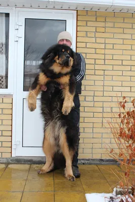 Тибетский мастиф (Tibetan Mastiff) - спокойный, сдержанный и немного  упрямый пес