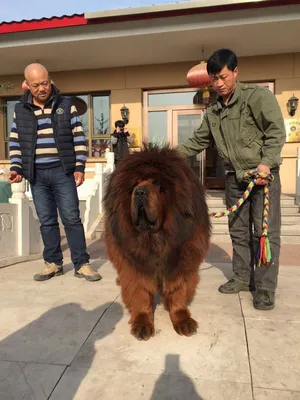 Тибетский мастиф (Tibetan Mastiff) - спокойный, сдержанный и немного  упрямый пес