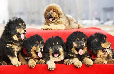 Тибетский мастиф (Tibetan Mastiff) - спокойный, сдержанный и немного  упрямый пес