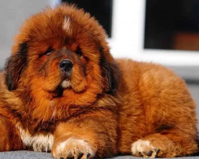 Тибетский мастиф (Tibetan mastiff) (Породы собак) мастиф собака, тибетский  мастиф фото, тибетский мастиф цена, тибетский мастиф купить, щенки тибетского  мастифа, собака тибетский мастиф, мастиф купить Энциклопедия о животных  EGIDA.BY