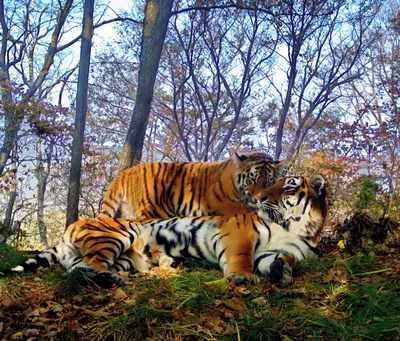 Онлайн пазл «Королева Тигрица»