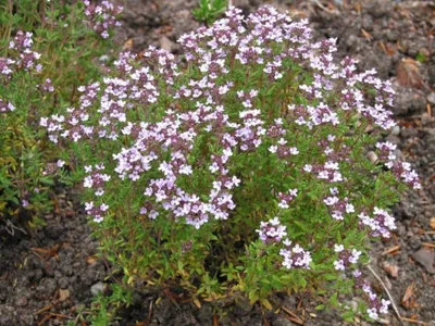 Тимьян блошиный Thymus pulegioides