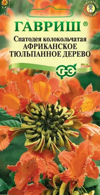 Тюльпановое Дерево в Сочи, ул. Линейная - фото, отзывы, рейтинг, телефон и  адрес