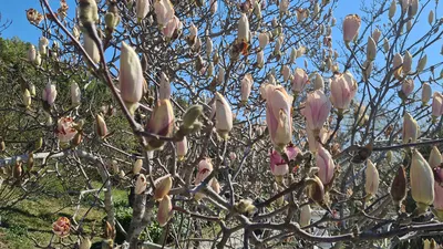 Лириодендрон тюльпанный, тюльпанное дерево (Liriodendron tulipifera) —  путеводитель по отдыху в Крыму