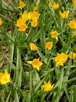 Букет из белых тюльпанов - заказать доставку цветов в Москве от Leto Flowers