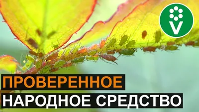 Обыкновенная картофельная тля на томате | Гавриш