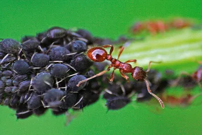 https://www.pravda.ru/news/gardening/1931318-aphids/