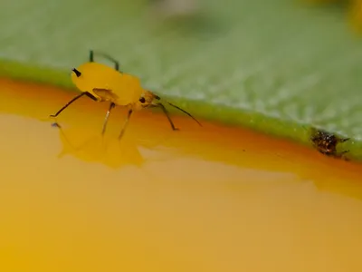 Тля картофельная: описание, симптомы и методы борьбы с вредителем| | Bayer  Crop Science Беларусь