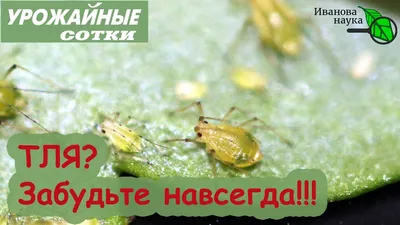 Как бороться с тлей?