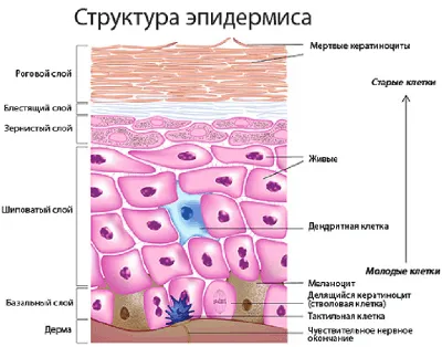 Ю.С.Васильев - Доброкачественные опухоли кожи