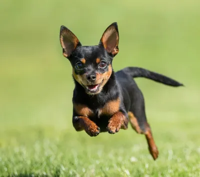 Английский той-терьер (English toy terrier) (Породы собак) английский той  терьер фото, английский той терьер купить, порода английский терьер,  английские породы собак, той терьер фото, той терьер описание Энциклопедия  о животных EGIDA.BY