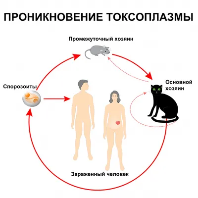 Токсоплазмоз | Химкинская Ветстанция