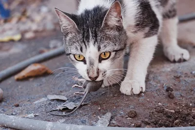 Паразитарные Протозои Toxoplasma Gondii Возбудитель Токсоплазмоза Стадии  Тахизоита Иллюстрация Фотография стоковое фото ©katerynakon 552064400