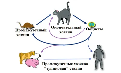 Токсоплазмоз - причины появления, симптомы заболевания, диагностика и  способы лечения