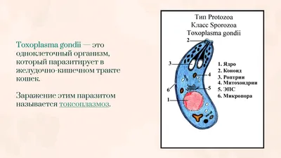 Секрет красоты раскрыт. Самый известный в мире паразит делает людей  привлекательными