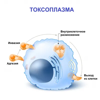 Зараженные токсоплазмой мыши не боятся ничего