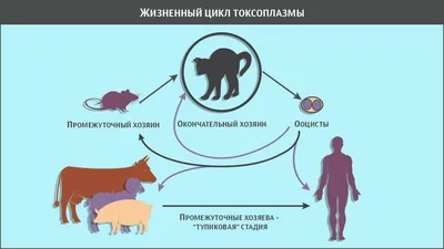 Токсоплазмоз: причина, профилактика, лечение