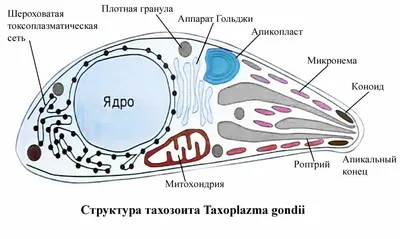 Паразитарные Протозои Toxoplasma Gondii Возбудитель Токсоплазмоза Стадии  Тахизоита Иллюстрация Фотография стоковое фото ©katerynakon 550803628